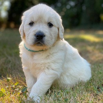 chiot (Portée Rosalie ❤ Sailor 2023) - Mâle sable du Fond de la Noye Mâle Golden retriever