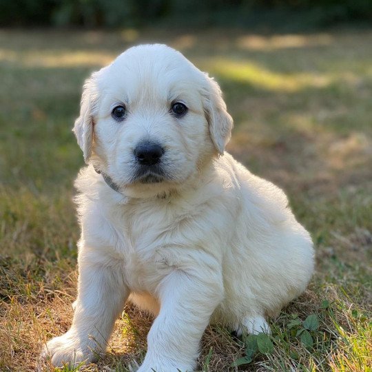 chiot Golden retriever sable chiot (Portée Rosalie ❤ Sailor 2023) - Mâle sable élevage du Fond de la Noye  