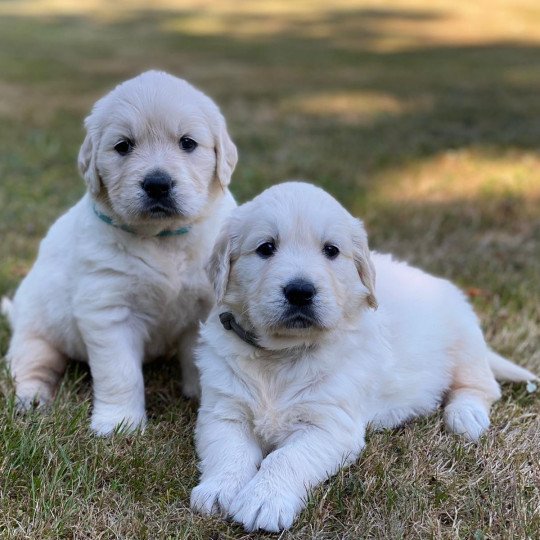 chiot Golden retriever sable chiot (Portée Rosalie ❤ Sailor 2023) - Mâle sable élevage du Fond de la Noye  