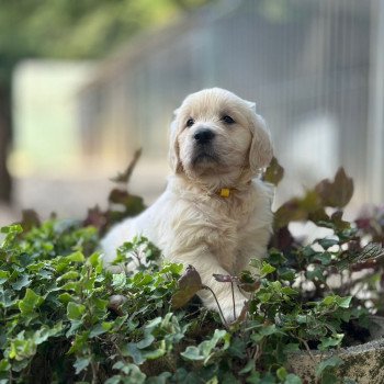 chiot (Portée Rosalie ❤ Sailor 2025) - Mâle sable du Fond de la Noye Mâle Golden retriever