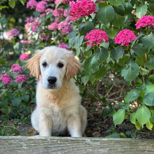 chiot Golden retriever sable chiot (Portée Rusty ❤ Sailor 2025) - Femelle sable élevage du Fond de la Noye  