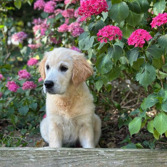 chiot Golden retriever sable chiot (Portée Rusty ❤ Sailor 2025) - Femelle sable élevage du Fond de la Noye  