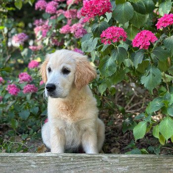 chiot (Portée Rusty ❤ Sailor 2025) - Femelle sable du Fond de la Noye Femelle Golden retriever