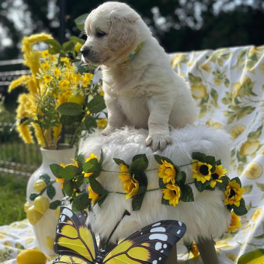 chiot Golden retriever sable chiot (Portée Rusty ❤ Sailor 2026) - Femelle sable élevage du Fond de la Noye  