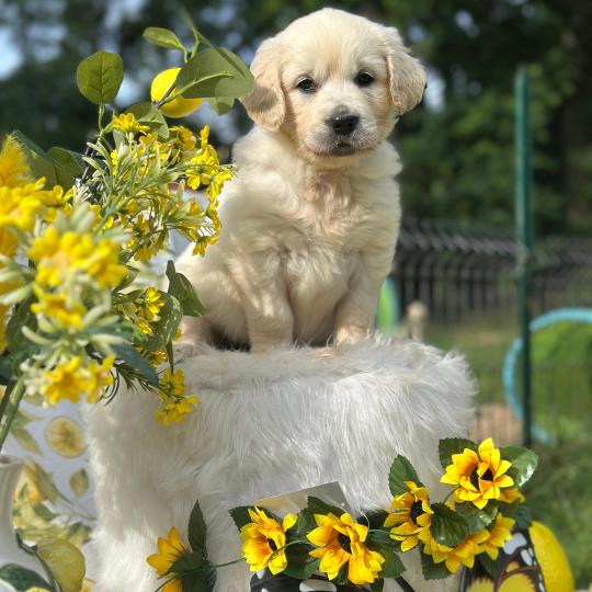 chiot Golden retriever sable chiot (Portée Rusty ❤ Sailor 2026) - Femelle sable élevage du Fond de la Noye  