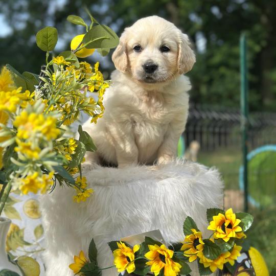 chiot Golden retriever sable chiot (Portée Rusty ❤ Sailor 2026) - Femelle sable élevage du Fond de la Noye  