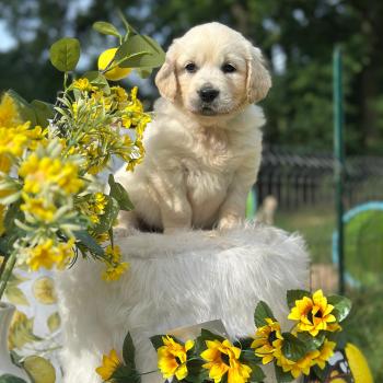 chiot (Portée Rusty ❤ Sailor 2026) - Femelle sable du Fond de la Noye Femelle Golden retriever