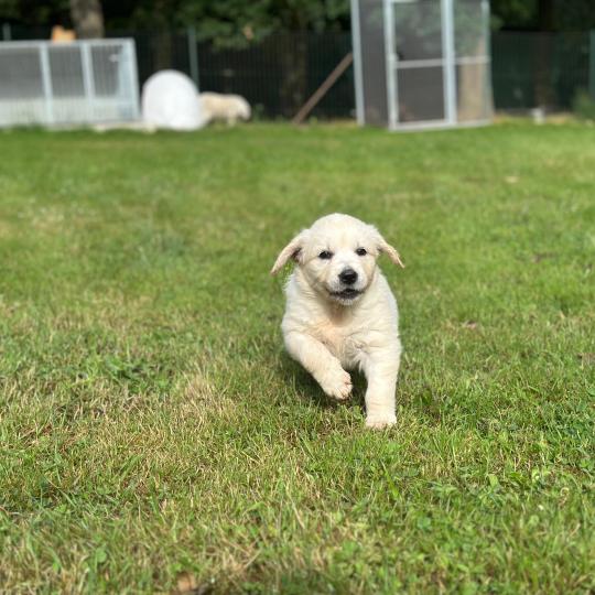 chiot Golden retriever sable chiot (Portée Rusty ❤ Sailor 2026) - Femelle sable élevage du Fond de la Noye  