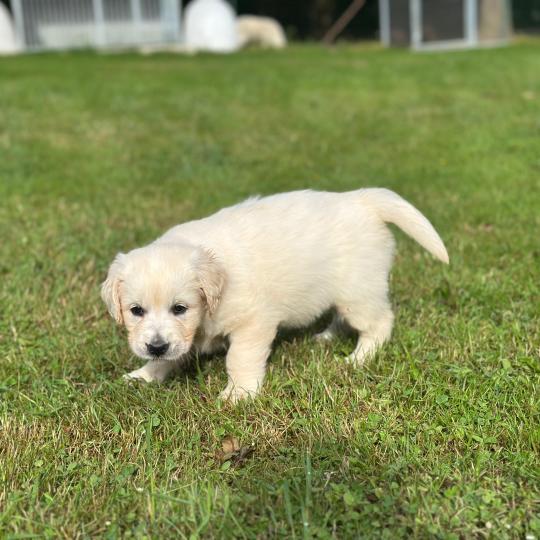 chiot Golden retriever sable chiot (Portée Rusty ❤ Sailor 2026) - Femelle sable élevage du Fond de la Noye  