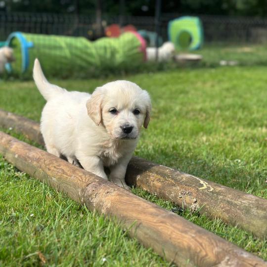 chiot Golden retriever sable chiot (Portée Rusty ❤ Sailor 2026) - Femelle sable élevage du Fond de la Noye  