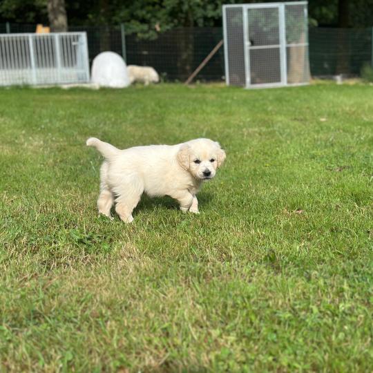 chiot Golden retriever sable chiot (Portée Rusty ❤ Sailor 2026) - Femelle sable élevage du Fond de la Noye  