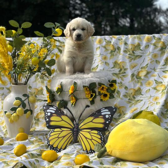 chiot Golden retriever sable chiot (Portée Rusty ❤ Sailor 2026) - Femelle sable élevage du Fond de la Noye  