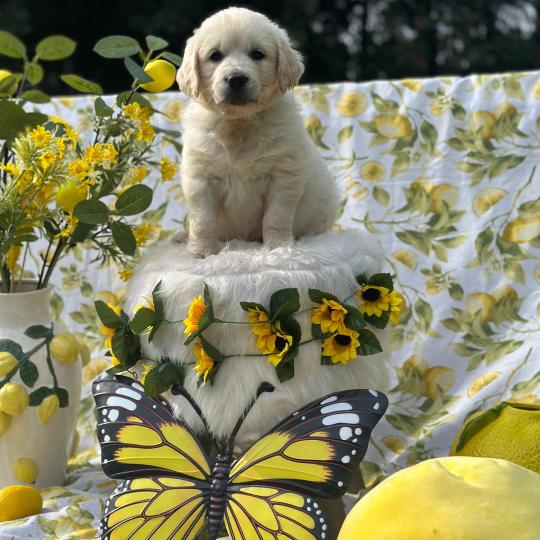 chiot Golden retriever sable chiot (Portée Rusty ❤ Sailor 2026) - Femelle sable élevage du Fond de la Noye  