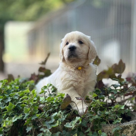 chiot (Portée Schweppes ❤ Bismark 2025) - Mâle sable du Fond de la Noye Mâle Golden retriever