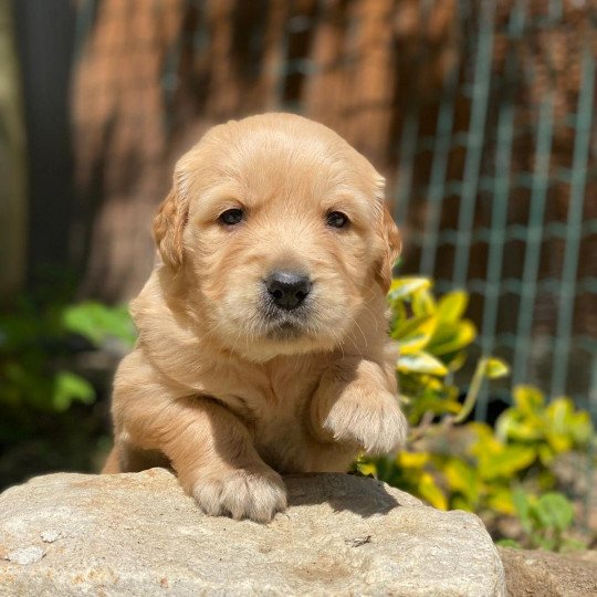 chiot Golden retriever fauve clair chiot (Portée Schweppes ❤ Roméo 2023) - Femelle fauve clair élevage du Fond de la Noye  
