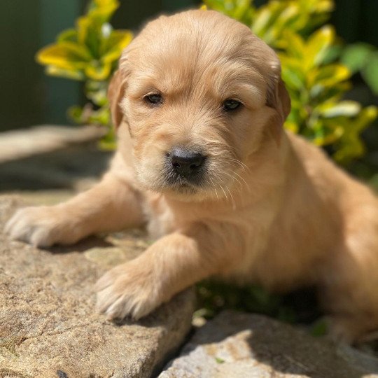 chiot Golden retriever fauve clair chiot (Portée Schweppes ❤ Roméo 2023) - Femelle fauve clair élevage du Fond de la Noye  