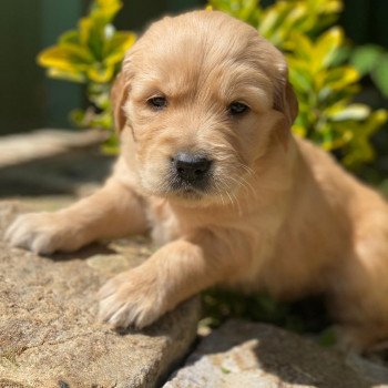 chiot (Portée Schweppes ❤ Roméo 2023) - Femelle fauve clair du Fond de la Noye Femelle Golden retriever