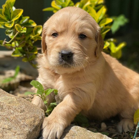 chiot Golden retriever fauve clair chiot (Portée Schweppes ❤ Roméo 2023) - Femelle fauve clair élevage du Fond de la Noye  