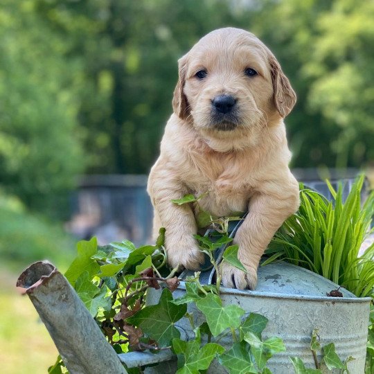 chiot Golden retriever fauve clair chiot (Portée Schweppes ❤ Roméo 2023) - Femelle fauve clair élevage du Fond de la Noye  