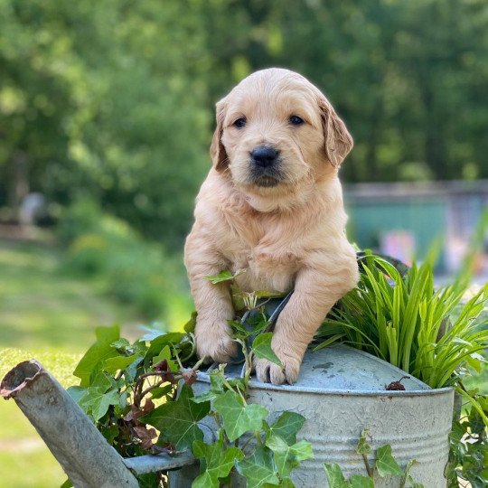 chiot Golden retriever fauve clair chiot (Portée Schweppes ❤ Roméo 2023) - Femelle fauve clair élevage du Fond de la Noye  