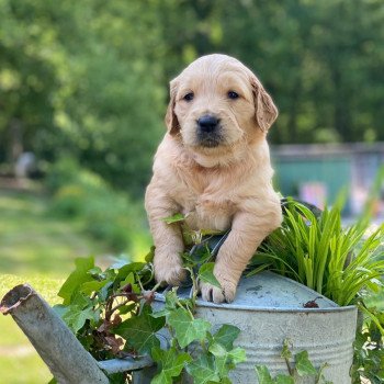chiot (Portée Schweppes ❤ Roméo 2023) - Femelle fauve clair du Fond de la Noye Femelle Golden retriever