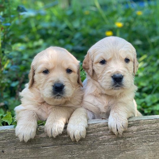 chiot Golden retriever fauve clair chiot (Portée Schweppes ❤ Roméo 2023) - Femelle fauve clair élevage du Fond de la Noye  