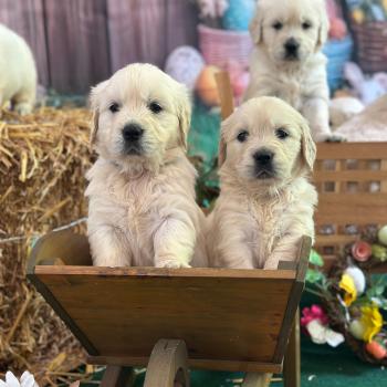 chiot (Portée S'Quisse ❤ Bismark 2026) - Mâle sable du Fond de la Noye Mâle Golden retriever