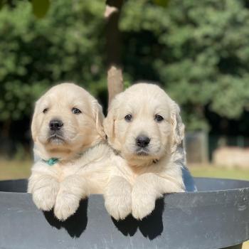 chiot (Portée Uguette ❤ Bismark 2026) - Femelle du Fond de la Noye Femelle Golden retriever