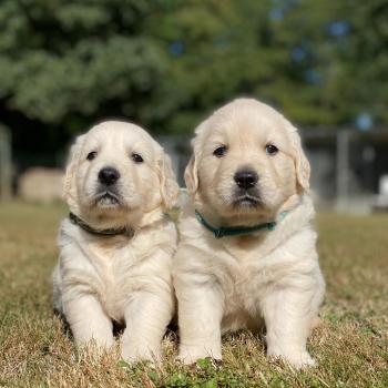 chiot (Portée Uguette ❤ Bismark 2026) - Mâle sable du Fond de la Noye Mâle Golden retriever