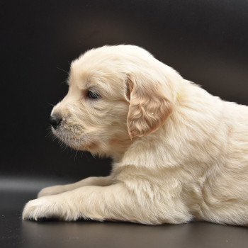 Rhapsody in blue du Fond de la Noye Femelle Golden retriever