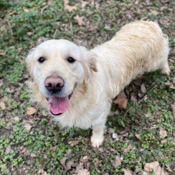 Rosalie du Fond de la Noye Femelle Golden retriever