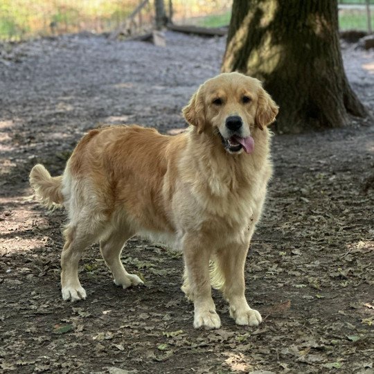 chien Golden retriever Like a Diamond élevage du Fond de la Noye  