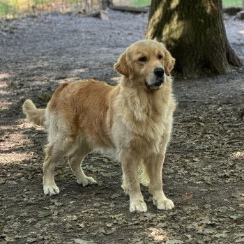 Amore Veritas Like a Diamond Femelle Golden retriever