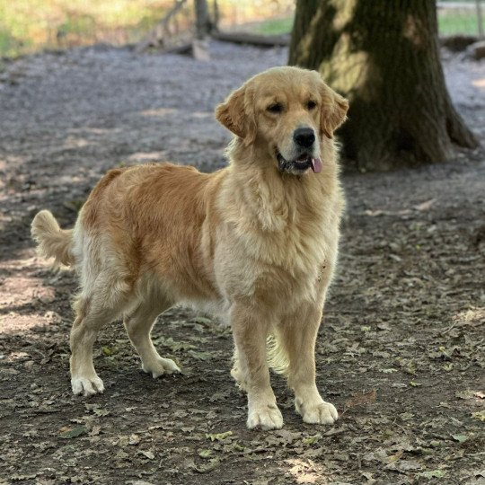 chien Golden retriever Like a Diamond élevage du Fond de la Noye  