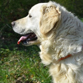 Nana du Fond de la Noye Femelle Golden retriever