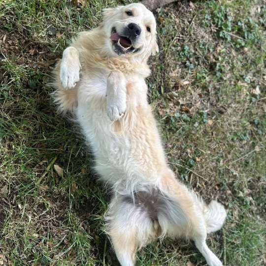 chien Golden retriever Olli élevage du Fond de la Noye  