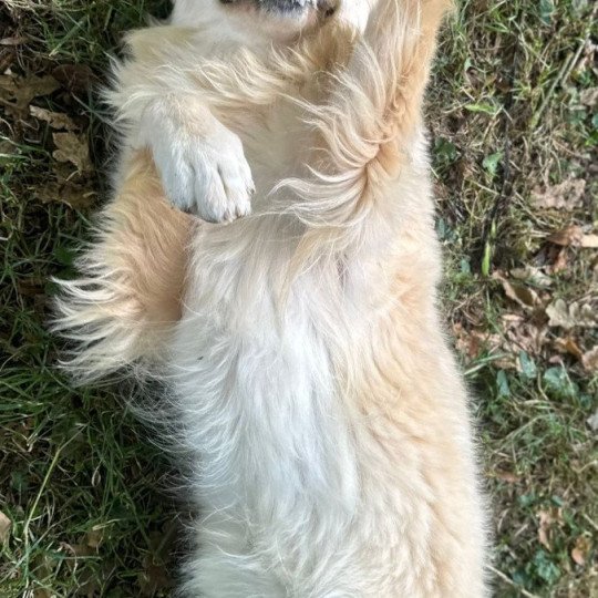 chien Golden retriever Olli élevage du Fond de la Noye  