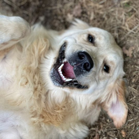 chien Golden retriever Olli élevage du Fond de la Noye  