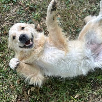 Olli Femelle Golden retriever