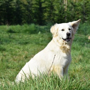 Pistache du Fond de la Noye Femelle Golden retriever