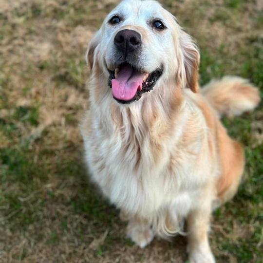 chien Golden retriever sable Rusty élevage du Fond de la Noye  