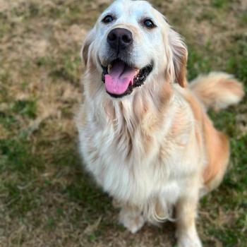 Rusty du Fond de la Noye Femelle Golden retriever