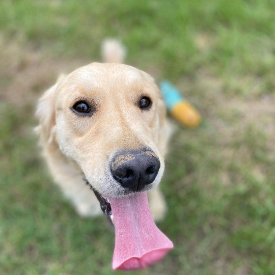 chien Golden retriever sable Rusty élevage du Fond de la Noye  