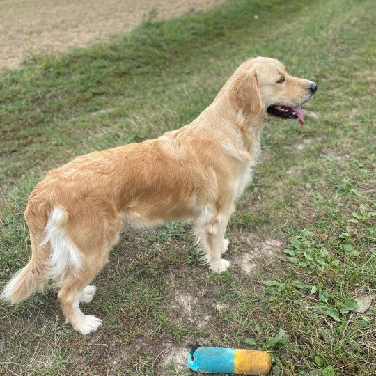chien Golden retriever sable Rusty élevage du Fond de la Noye  