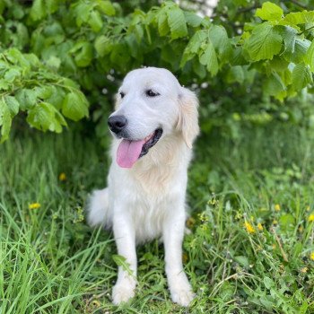 Schweppes du Fond de la Noye Femelle Golden retriever