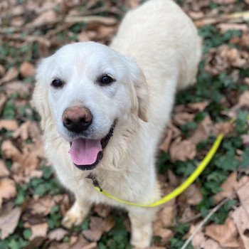 S'Quisse du Fond de la Noye Femelle Golden retriever