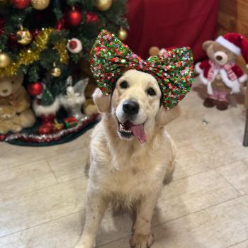 Uguette du Fond de la Noye Femelle Golden retriever