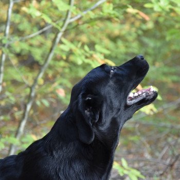 Blue Foundati Black and Chocolate Femelle Retriever du Labrador