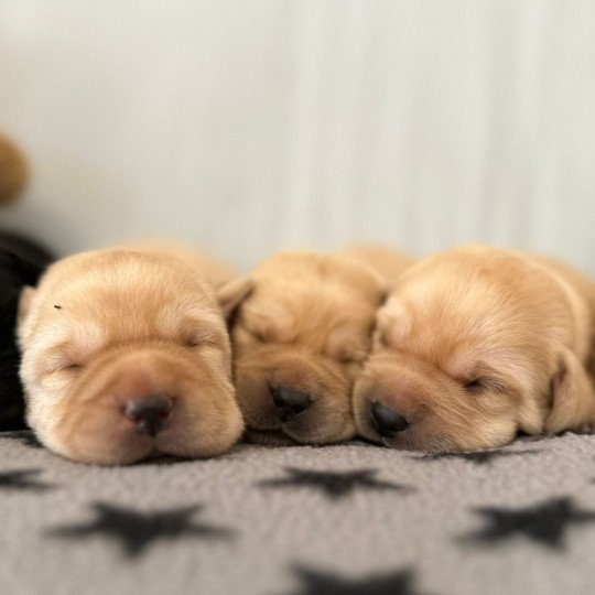 chiot (Portée Catrina ❤ Ravel 2026) - Femelle sable du Fond de la Noye Femelle Retriever du Labrador