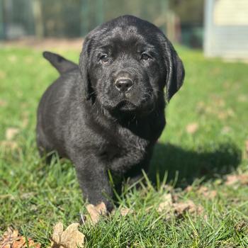chiot (Portée Catrina ❤ Ravel 2026) - Mâle noir du Fond de la Noye Mâle Retriever du Labrador